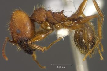 Media type: image;   Entomology 34407 Aspect: habitus lateral view